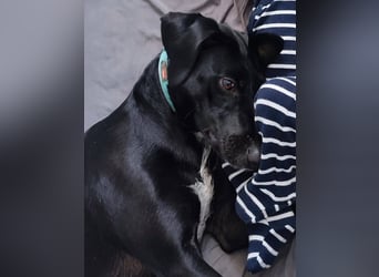 LISBETH, verliert ihr Zuhause, Deutsche Bracke-Mix, 3 Jahre, 57 cm, Tierschutz, aktuell in Köln