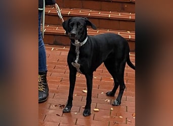 LISBETH, verliert ihr Zuhause, Deutsche Bracke-Mix, 3 Jahre, 57 cm, Tierschutz, aktuell in Köln