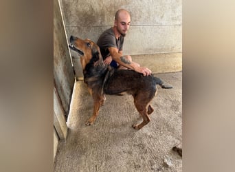Tallér wartet auf sein Happy End