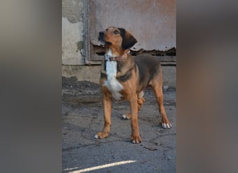 Andre sucht dringend ein Zuhause. Geb. ca. 06/2022, Bracke,