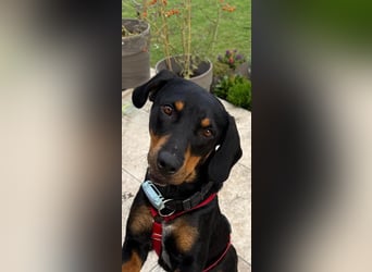 Hera – ein Goldschatz auf vier Pfoten sucht ihre Familie