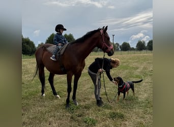 Hera – ein Goldschatz auf vier Pfoten sucht ihre Familie