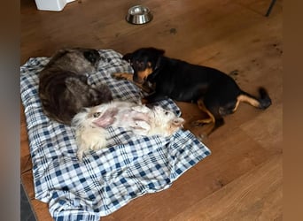 Hera – ein Goldschatz auf vier Pfoten sucht ihre Familie
