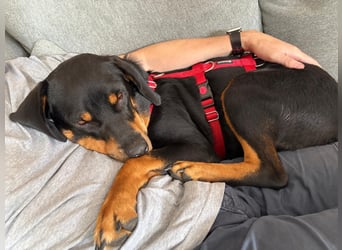 Hera – ein Goldschatz auf vier Pfoten sucht ihre Familie