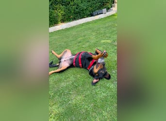 Hera – ein Goldschatz auf vier Pfoten sucht ihre Familie