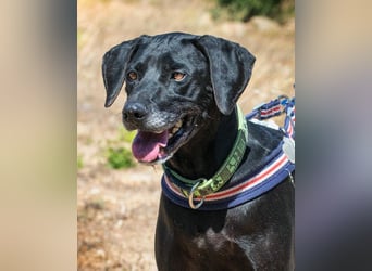 Amadeo - ein guter Kerl