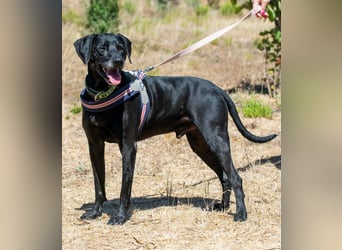 Amadeo - ein guter Kerl Amadeo - ein guter Kerl