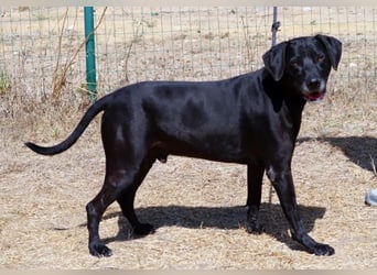 Amadeo - ein guter Kerl