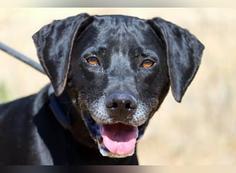 Amadeo - ein guter Kerl