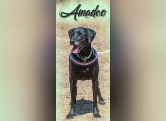 Amadeo - ein guter Kerl