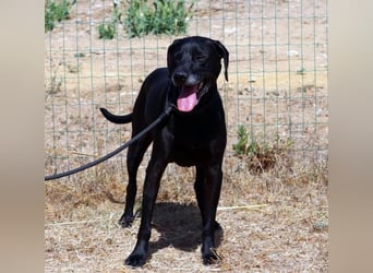 Amadeo - ein guter Kerl