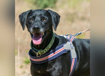 Amadeo - ein guter Kerl