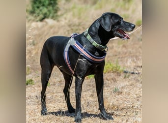 Amadeo - ein guter Kerl