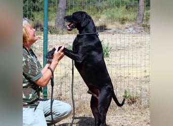 Amadeo - ein guter Kerl