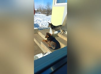 Sweety, reinrassige Ludogorsko Hündin