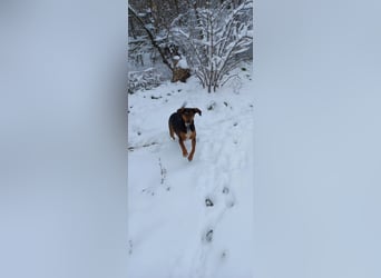 Sweety, reinrassige Ludogorsko Hündin