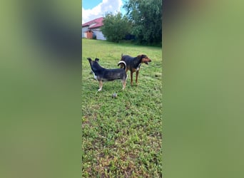 Sweety, reinrassige Ludogorsko Hündin
