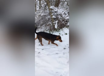 Sweety, reinrassige Ludogorsko Hündin