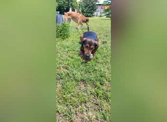 Sweety, reinrassige Ludogorsko Hündin