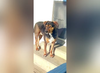 Sweety, reinrassige Ludogorsko Hündin