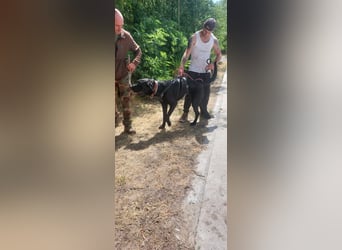 Maci sucht eine Familie!