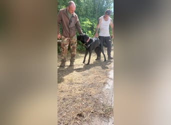 Maci sucht eine Familie!