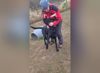 Maci sucht eine Familie!