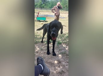 Maci sucht eine Familie!