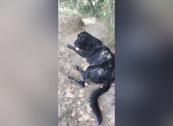 Maci sucht eine Familie!