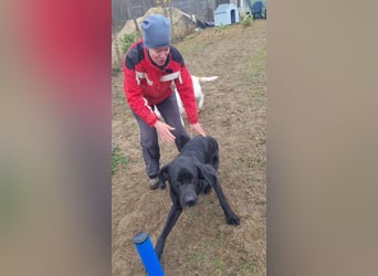 Maci sucht eine Familie!