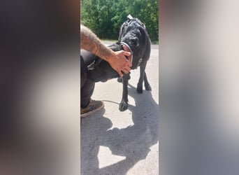 Maci sucht eine Familie!