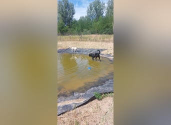 Maci sucht eine Familie!