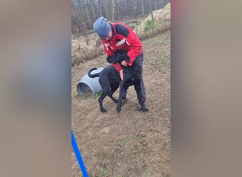 Maci sucht eine Familie!