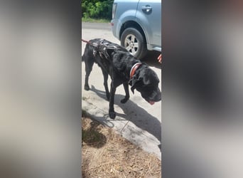 Maci sucht eine Familie!