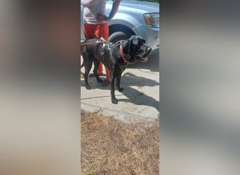 Maci sucht eine Familie!