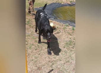 Maci sucht eine Familie!