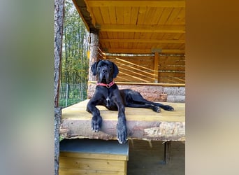 Apollo, Deutsche Dogge, sucht erfahrene Besitzer