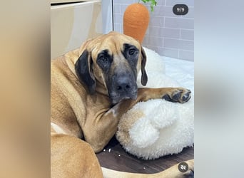 Chowon, unser Riesenbaby sucht Dich,