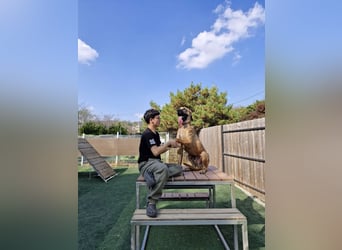 Chowon, unser Riesenbaby sucht Dich,