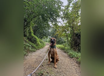 Chowon, unser Riesenbaby sucht Dich,