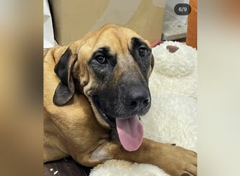 Chowon, unser Riesenbaby sucht Dich,