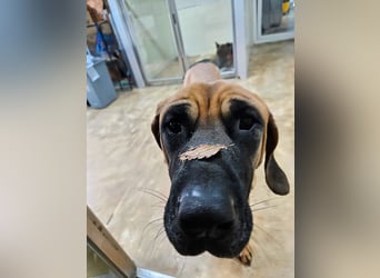 Chowon, unser Riesenbaby sucht Dich,