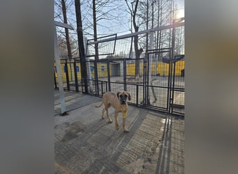 Chowon, unser Riesenbaby sucht Dich,