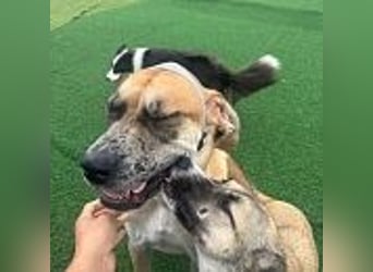 Lux, der freundliche Riese