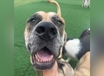 Lux, der freundliche Riese