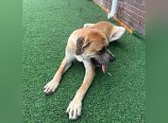 Lux, der freundliche Riese