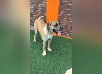 Lux, der freundliche Riese