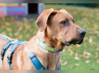 Cadillac - Power und Lebensfreude pur - Tierhilfe Franken e.V.