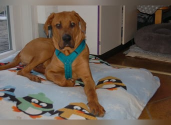 Cadillac - Power und Lebensfreude pur - Tierhilfe Franken e.V.