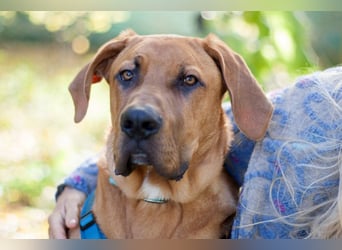 Cadillac - Power und Lebensfreude pur - Tierhilfe Franken e.V.